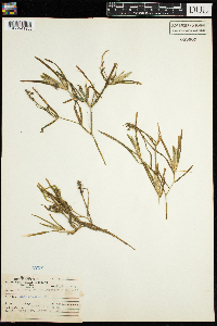 Potamogeton zosteriformis image