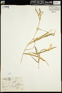 Potamogeton zosteriformis image