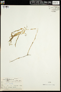 Potamogeton zosteriformis image