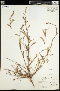 Persicaria hydropiper image