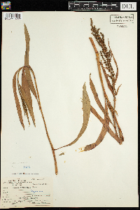 Rumex mexicanus image