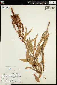 Rumex mexicanus image