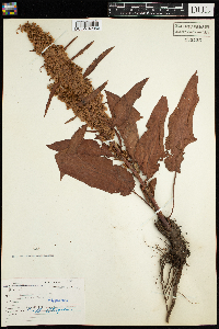 Rumex patientia image
