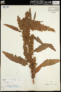 Rumex patientia image