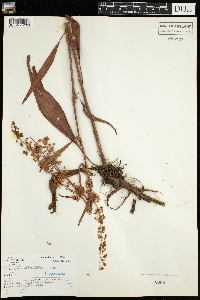 Rumex britannica image