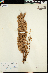 Rumex britannica image