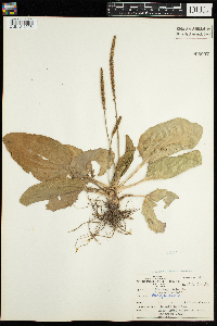Plantago major image