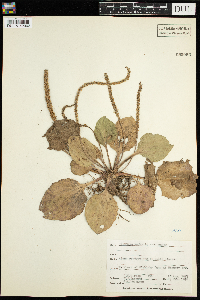 Plantago major image