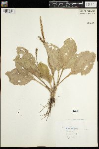 Plantago major image