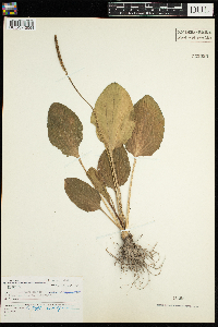 Plantago major image