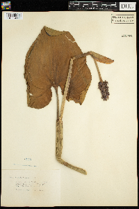 Pontederia cordata image