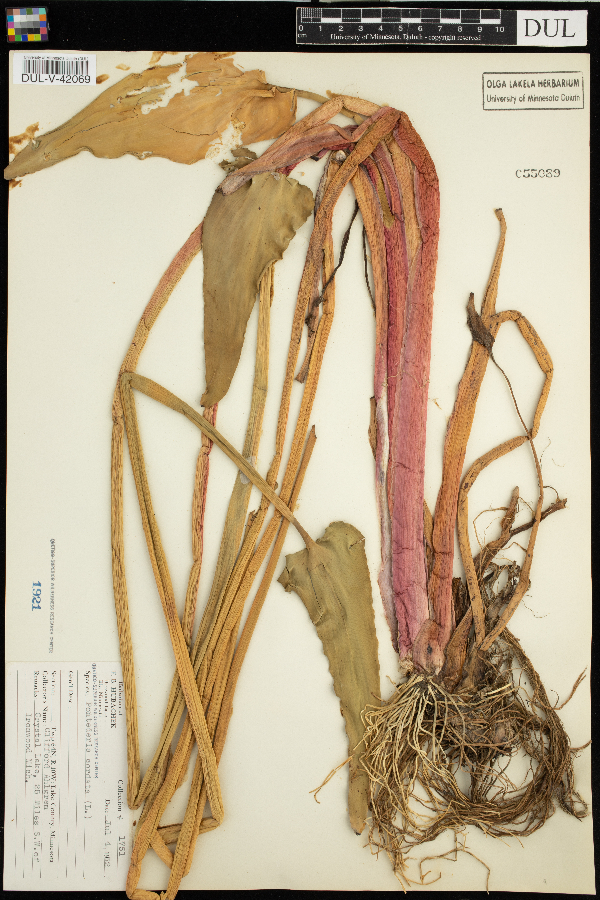 Pontederia cordata image