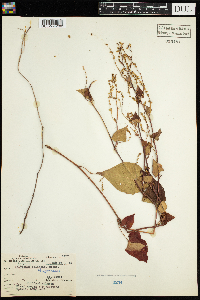 Thumbnail image of current specimen