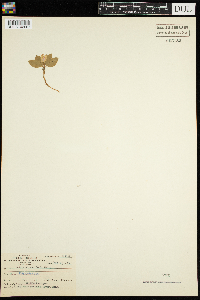 Polygaloides paucifolia image