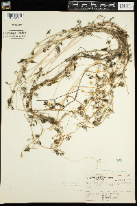 Ranunculus aquatilis image