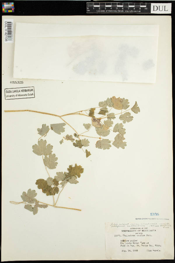 Thalictrum confine image