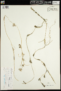 Ranunculus aquatilis image