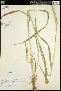 Thumbnail image of current specimen