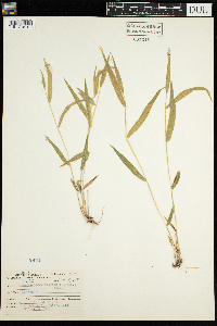 Brachyelytrum erectum image