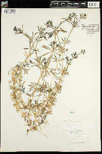 Galium aparine image