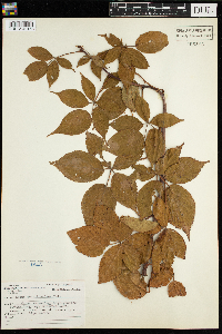 Rubus pensilvanicus image