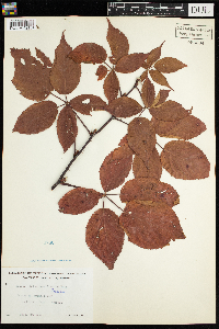 Rubus pensilvanicus image