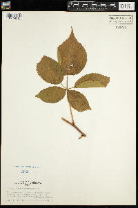 Rubus pensilvanicus image