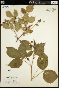 Rubus pensilvanicus image