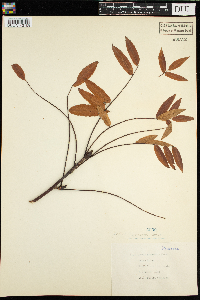 Sorbus americana image