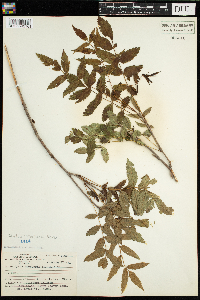 Sorbus americana image