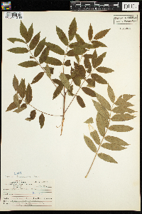 Sorbus americana image