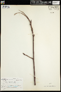 Sorbus americana image