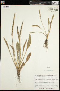 Plantago major image