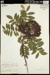 Sorbus americana image