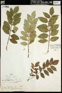 Sorbus americana image