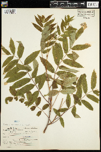 Sorbus americana image