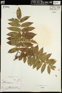 Sorbus americana image