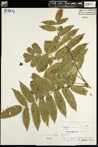 Sorbus americana image