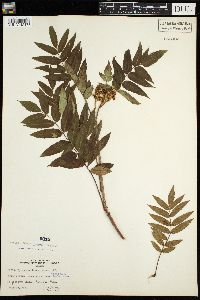 Sorbus americana image