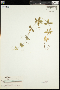 Galium triflorum image