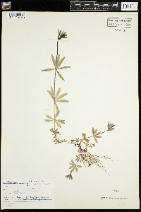 Galium triflorum image