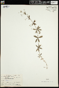 Galium triflorum image