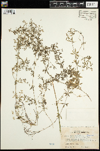 Galium trifidum image