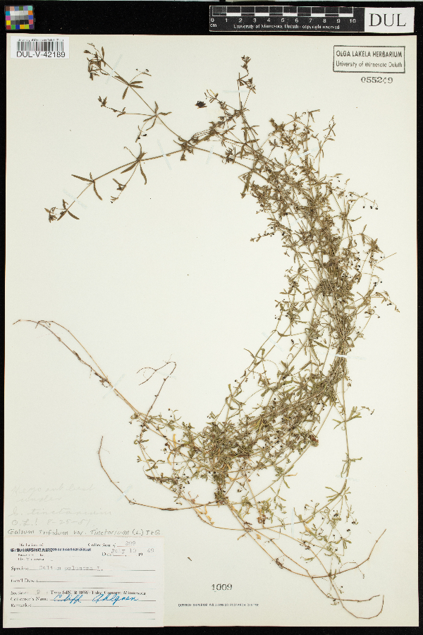 Galium trifidum image