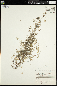 Galium trifidum image