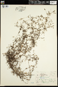 Galium trifidum image