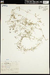 Galium trifidum image