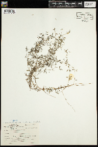 Galium trifidum image