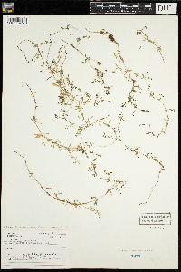 Galium trifidum image