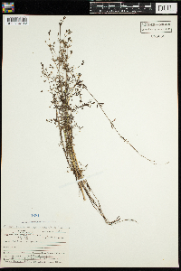 Galium trifidum image